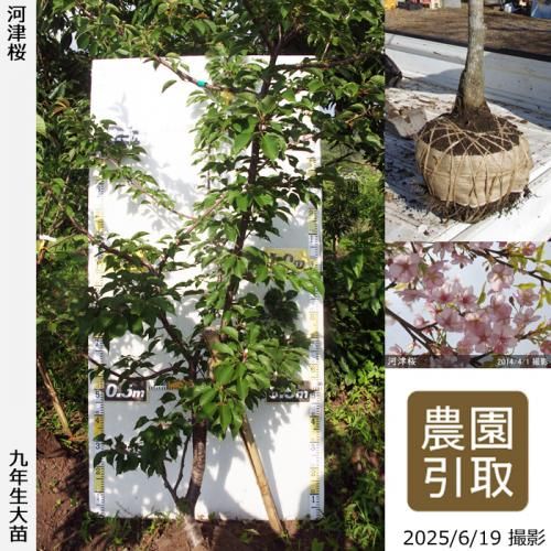 <img class='new_mark_img1' src='https://img.shop-pro.jp/img/new/icons14.gif' style='border:none;display:inline;margin:0px;padding:0px;width:auto;' />2025ǯͽʡġ() ź(ť)[Ϸ 2017ǯ:LL(high)]Τ