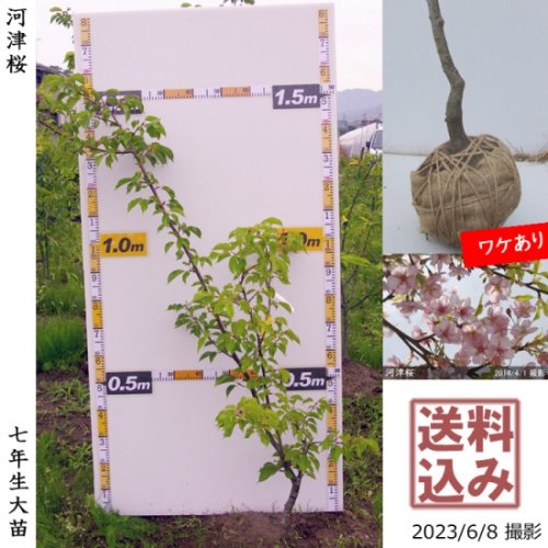 サクラ 桜 河津桜 カワヅザクラ 大苗 果樹苗 大苗 苗木販売の隅田農園 京都亀岡