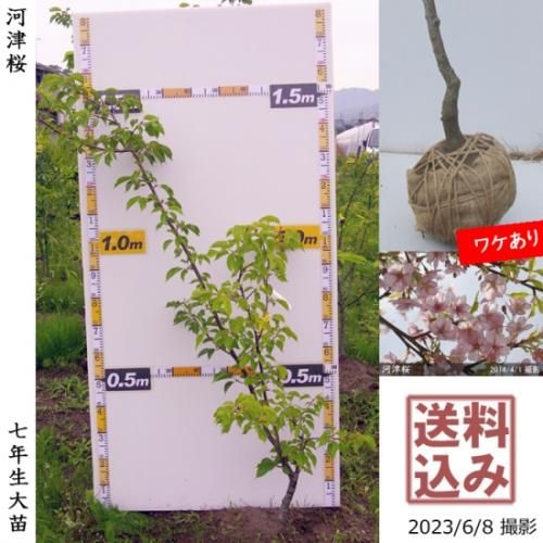 サクラ 桜 河津桜 カワヅザクラ 地掘大苗 果樹苗 大苗 苗木販売の隅田農園 京都亀岡 サクラ 桜 河津桜 カワヅザクラ 地掘大苗 果樹苗 大苗 苗木販売の隅田農園 京都亀岡