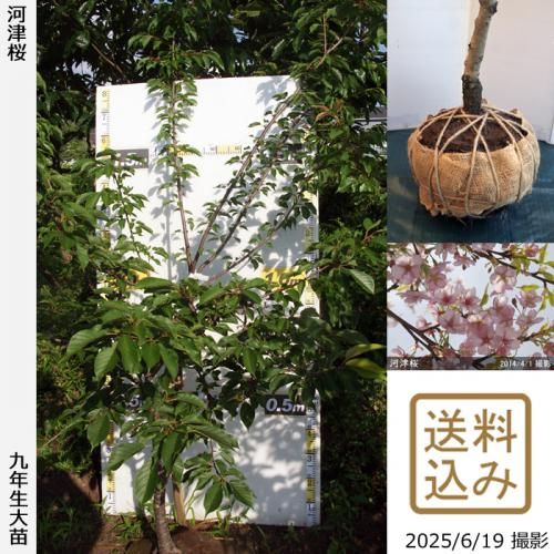 <img class='new_mark_img1' src='https://img.shop-pro.jp/img/new/icons14.gif' style='border:none;display:inline;margin:0px;padding:0px;width:auto;' />2025ǯͽʡġ() ź(ť)[Ϸ 2017ǯ:L(high)]緿