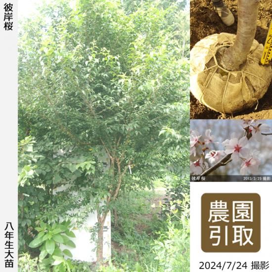 【順次引渡中】大苗◇サクラ(桜