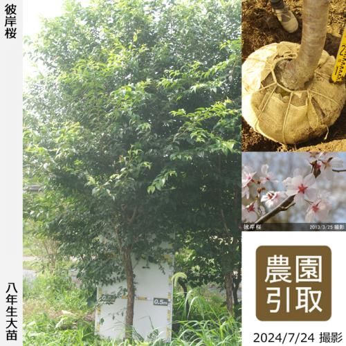 【順次引渡中】大苗◇サクラ(桜