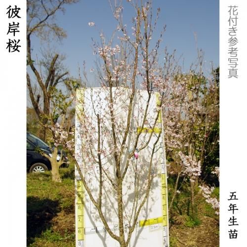 【順次引渡中】大苗◇サクラ(桜