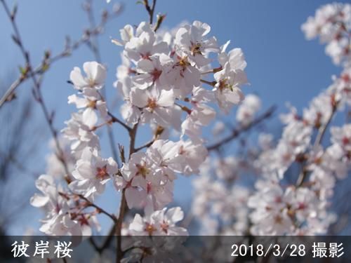 【順次引渡中】大苗◇サクラ(桜