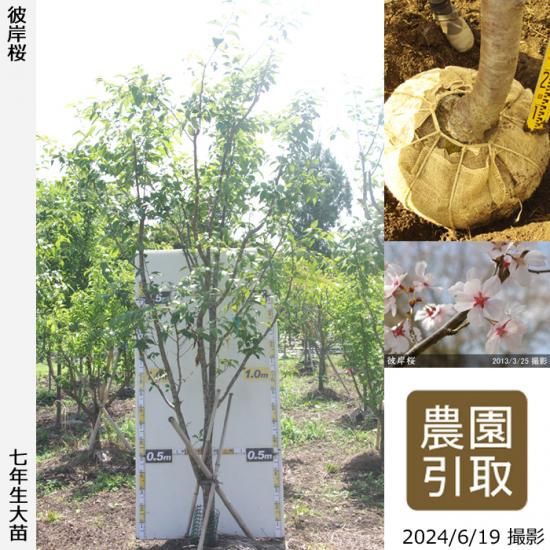 サクラ(桜) 彼岸桜(ヒガンザクラ)地掘大苗 - 果樹苗・大苗・苗木販売の 