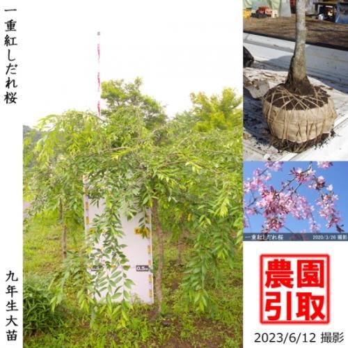 【2025年度予約商品】大苗◇
