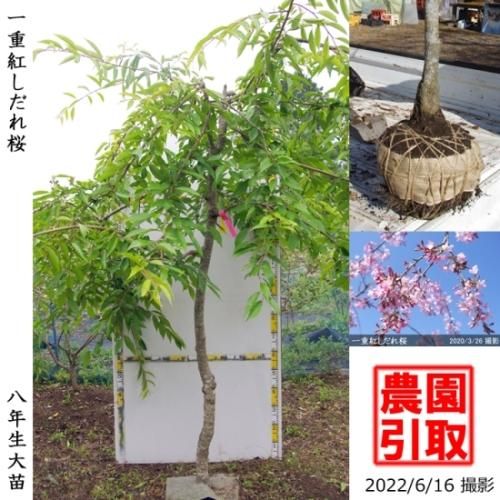 【2025年度予約商品】大苗◇