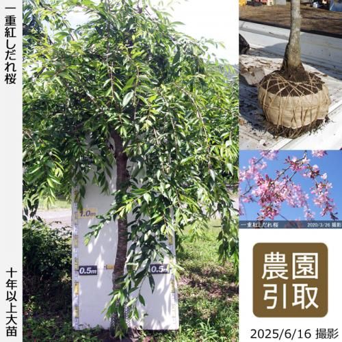 <img class='new_mark_img1' src='https://img.shop-pro.jp/img/new/icons14.gif' style='border:none;display:inline;margin:0px;padding:0px;width:auto;' />2025ǯͽʡġ() ŹȤ[Ϸ 2015ǯ:7L(high)]Τ