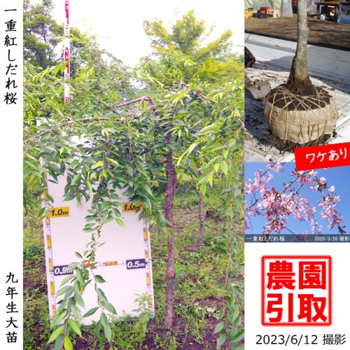 一重紅しだれ桜 サクラ 桜 しだれ桜の大苗 果樹苗 大苗 苗木販売の隅田農園 京都丹波