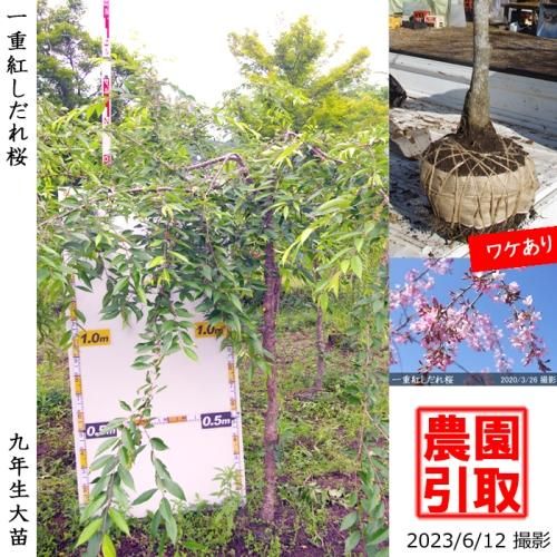 一重紅しだれ桜 サクラ 桜 しだれ桜の大苗 果樹苗 大苗 苗木販売の隅田農園 京都丹波 一重紅しだれ桜 サクラ 桜 しだれ桜の大苗 果樹苗 大苗 苗木販売の隅田農園 京都丹波