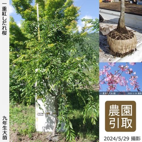 80,000円以上 - 果樹苗木・成木通販の 特等大苗専門店 すだ農園