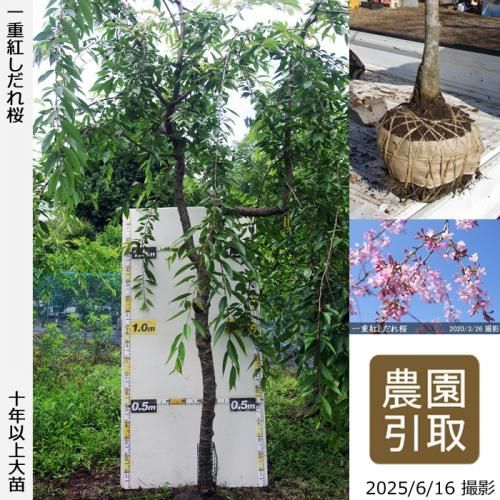 <img class='new_mark_img1' src='https://img.shop-pro.jp/img/new/icons14.gif' style='border:none;display:inline;margin:0px;padding:0px;width:auto;' />2025ǯͽʡġ() ŹȤ[Ϸ 2016ǯ:5L(high)]Τ