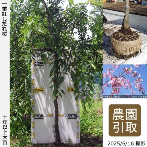 <img class='new_mark_img1' src='https://img.shop-pro.jp/img/new/icons14.gif' style='border:none;display:inline;margin:0px;padding:0px;width:auto;' />2025ǯͽʡġ() ŹȤ[Ϸ 2016ǯ:4L(high)]Τ