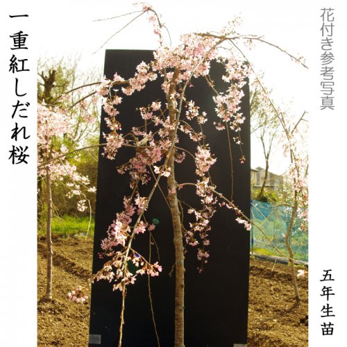 新しいスタイル Ｎｏ．６【桜盆栽】枝垂れ桜、一重