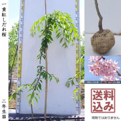 <img class='new_mark_img1' src='https://img.shop-pro.jp/img/new/icons14.gif' style='border:none;display:inline;margin:0px;padding:0px;width:auto;' />2025ǯͽʡ2ǯġ() ŹȤ[Ϸ 2024ǯ:M]