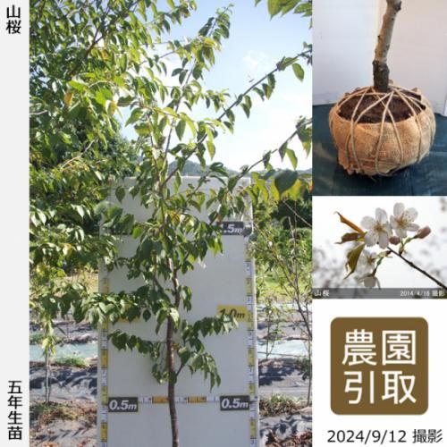 【順次引渡中】大苗◇サクラ(桜