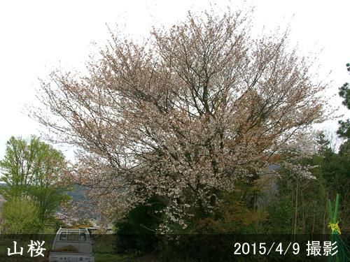 【順次引渡中】大苗◇サクラ(桜