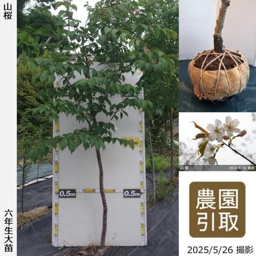 <img class='new_mark_img1' src='https://img.shop-pro.jp/img/new/icons14.gif' style='border:none;display:inline;margin:0px;padding:0px;width:auto;' />2025ǯͽʡġ()(ޥ)[Ϸ 2020ǯ:L(high)]Τ