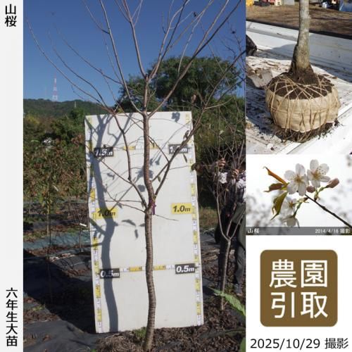 2025ǯͽʡġ()(ޥ)[Ϸ 2020ǯ:3L(high)]Τ