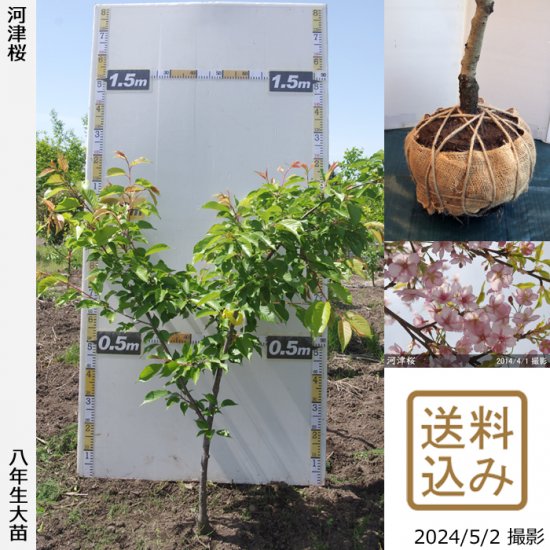 サクラ 桜 河津桜 カワヅザクラ 大苗 果樹苗 大苗 苗木販売の隅田農園 京都丹波