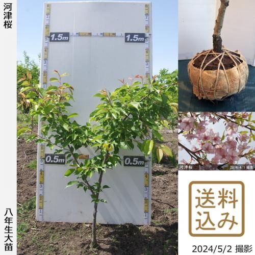 河津桜 サクラ 桜 しだれ桜の大苗 果樹苗 大苗 苗木販売の隅田農園 京都丹波 河津桜 サクラ 桜 しだれ桜の大苗 果樹苗 大苗 苗木販売の隅田農園 京都丹波