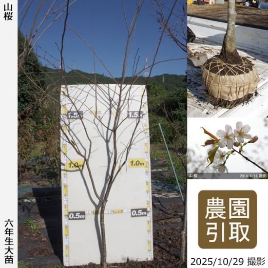 �ڽ缡����������ġ�������(��