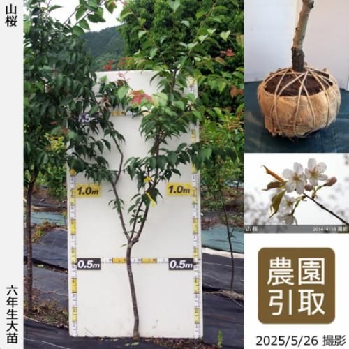 �ڽ缡����������ġ�������(��