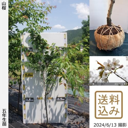 【2025年度予約商品】大苗◇