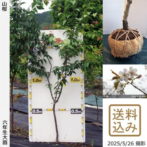 <img class='new_mark_img1' src='https://img.shop-pro.jp/img/new/icons14.gif' style='border:none;display:inline;margin:0px;padding:0px;width:auto;' />2025ǯͽʡġ()(ޥ)[Ϸ 2020ǯ:M]緿