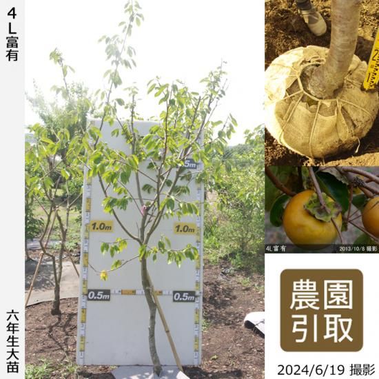 【順次引渡中】大苗◇カキ(甘柿
