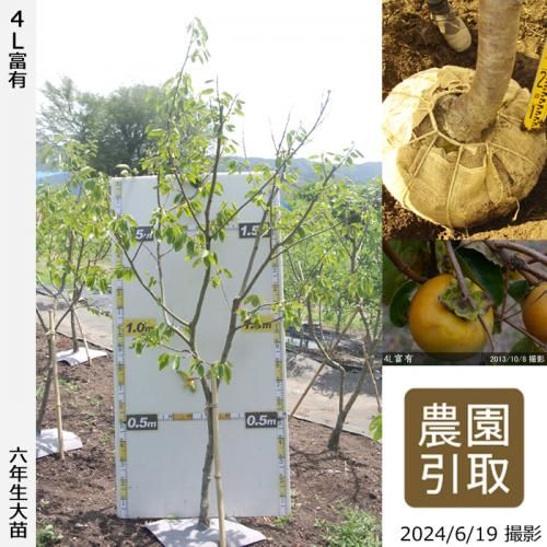 【順次引渡中】大苗◇カキ(甘柿