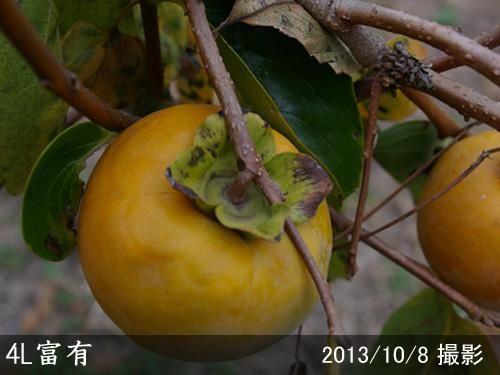 【順次引渡中】大苗◇カキ(甘柿