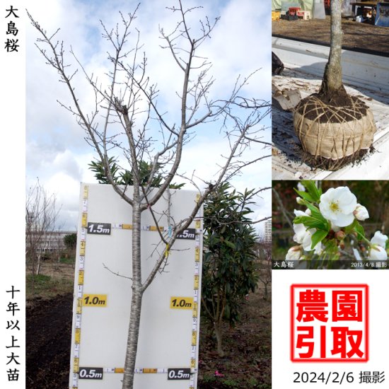 サクラ 桜 大島桜 オオシマザクラ 大苗 果樹苗 大苗 苗木販売の隅田農園 京都亀岡