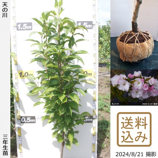 サクラ(桜) 天の川(アマノガワ)[三年生苗] - 果樹苗・大苗・苗木販売の隅田農園@京都亀岡