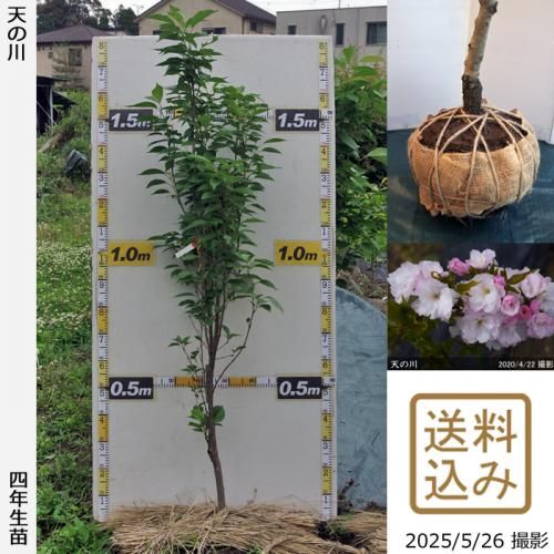<img class='new_mark_img1' src='https://img.shop-pro.jp/img/new/icons14.gif' style='border:none;display:inline;margin:0px;padding:0px;width:auto;' />2025ǯͽʡġ()ŷ(ޥΥ)[Ϸ 2022ǯ:L]