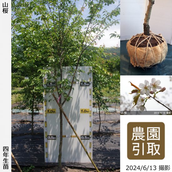 サクラ(桜) 山桜(ヤマザクラ)の地掘大苗 - 果樹苗・大苗・苗木販売の隅田農園@京都亀岡