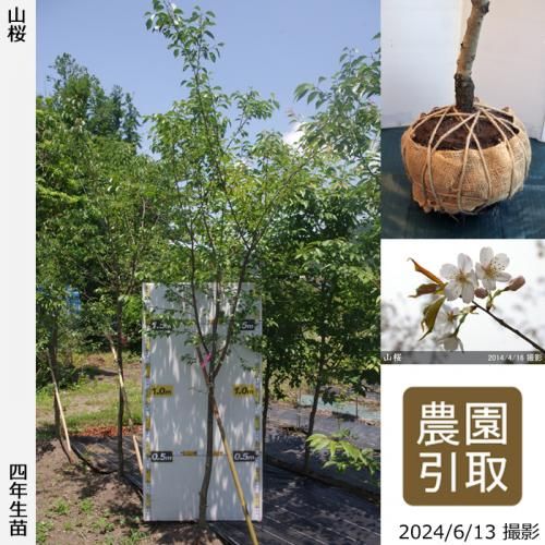 【2025年度予約商品】大苗◇