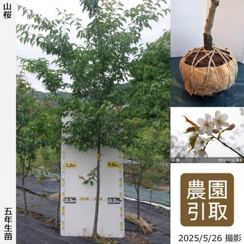 <img class='new_mark_img1' src='https://img.shop-pro.jp/img/new/icons14.gif' style='border:none;display:inline;margin:0px;padding:0px;width:auto;' />2025ǯͽʡġ()(ޥ)[Ϸ 2021ǯ:3L]Τ