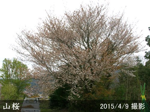 サクラ(桜) 山桜(ヤマザクラ)[三年生苗] - 果樹苗・大苗・苗木販売の