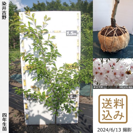 サクラ(桜)染井吉野(ソメイヨシノ)[四年生苗] - 果樹苗・大苗・苗木販売の隅田農園@京都亀岡