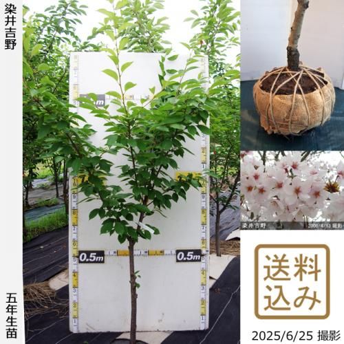 <img class='new_mark_img1' src='https://img.shop-pro.jp/img/new/icons14.gif' style='border:none;display:inline;margin:0px;padding:0px;width:auto;' />2025ǯͽʡġ()(ᥤ襷)[Ϸ 2021ǯ:S]