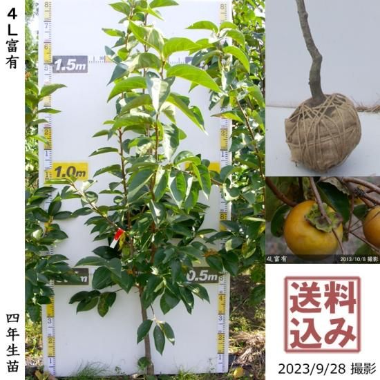 サクラ 桜 河津桜 カワヅザクラ 大苗 果樹苗 大苗 苗木販売の隅田農園 京都丹波 サクラ 桜 河津桜 カワヅザクラ 大苗 果樹苗 大苗 苗木販売の隅田農園 京都丹波