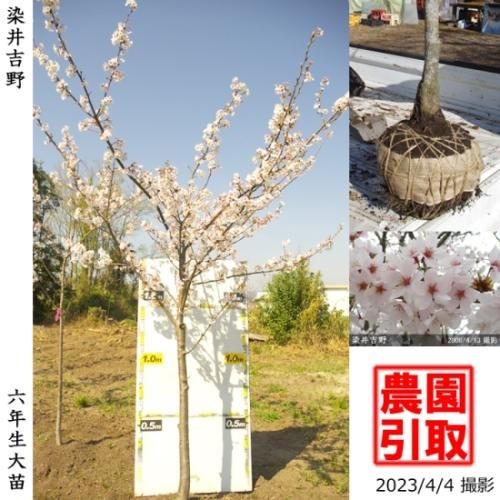 サクラ(桜)染井吉野(ソメイヨシノ)大苗 - 果樹苗・大苗・苗木販売の隅田農園@京都亀岡