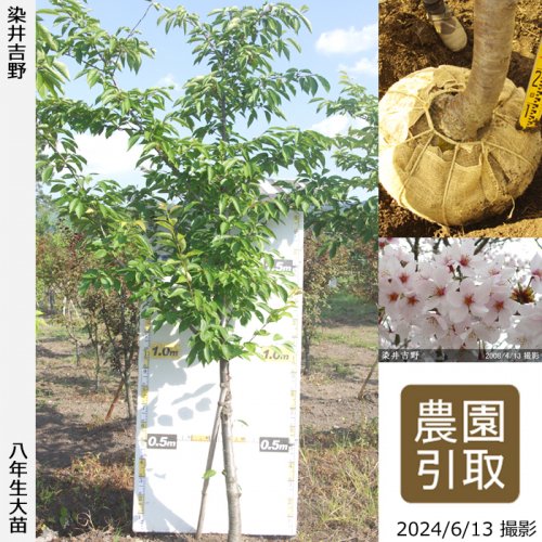 染井吉野]サクラ(桜)・しだれ桜の大苗 - 果樹苗・大苗・苗木販売の隅田