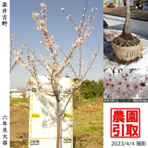 サクラ 桜 染井吉野 ソメイヨシノ 大苗 果樹苗 大苗 苗木販売の隅田農園 京都亀岡