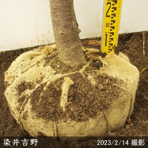 サクラ 桜 染井吉野 ソメイヨシノ 大苗 果樹苗 大苗 苗木販売の隅田農園 京都亀岡