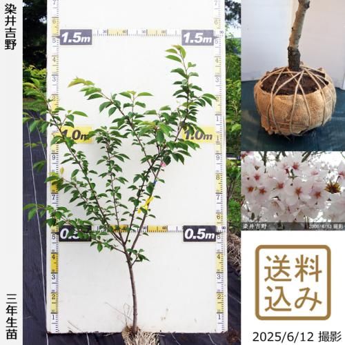 <img class='new_mark_img1' src='https://img.shop-pro.jp/img/new/icons14.gif' style='border:none;display:inline;margin:0px;padding:0px;width:auto;' />2025ǯͽʡ3ǯġ()(ᥤ襷)[Ϸ 2023ǯ:S]