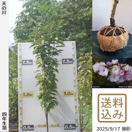 【2025年度予約商品】大苗◇