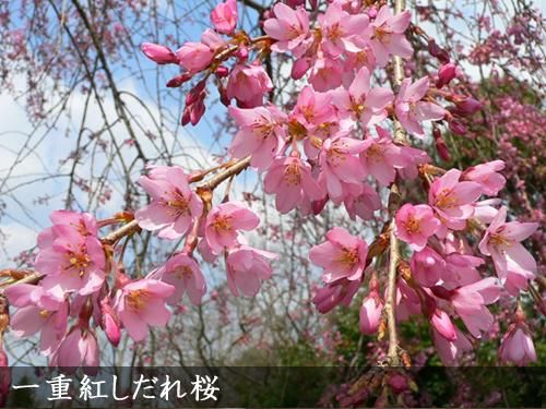 サクラ 桜 一重紅しだれ桜 ヒトエベニシダレザクラ 地掘大苗 果樹苗 大苗 苗木販売の隅田農園 京都亀岡