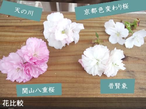 【2025年度予約商品】大苗◇